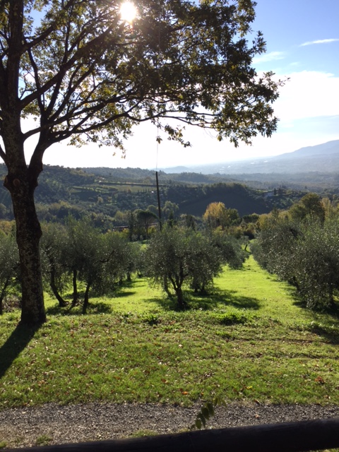 Oliveto